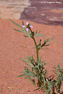 Cakile arabica S Jordan, Wadi Rum, Abu Hashiba Canyon Cakile arabica,Geotagged,Jordan,Spring