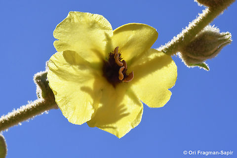 Verbascum petrae  Geotagged,Jordan,Spring,Verbascum petrae