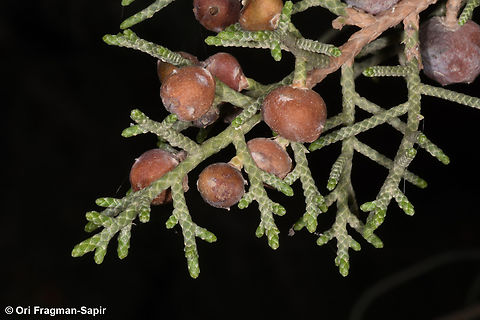 Juniperus turbinata  Geotagged,Jordan,Juniperus turbinata,Spring