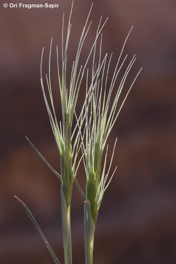 Aegilops kotschyi  Aegilops kotschyi,Geotagged,Jordan,Spring
