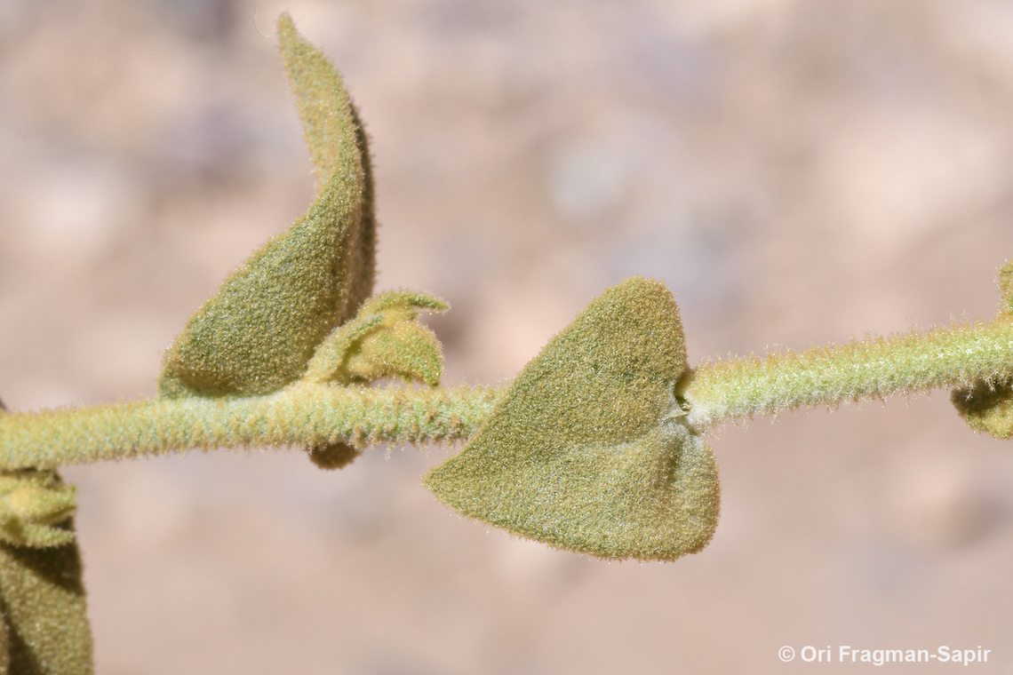 Verbascum petrae  Geotagged,Jordan,Spring,Verbascum petrae