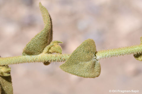 Verbascum petrae  Geotagged,Jordan,Spring,Verbascum petrae