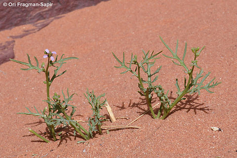 Cakile arabica S Jordan, Wadi Rum, Abu Hashiba Canyon Cakile arabica,Geotagged,Jordan,Spring