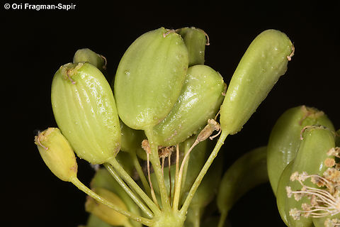 Ferula sinaica  Ferula sinaica,Geotagged,Jordan,Spring