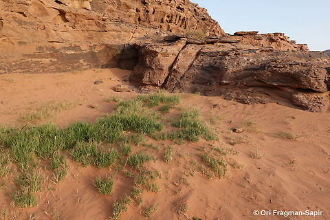 Cynodon dactylon S Jordan, N Wadi Rum Cynodon dactylon,Geotagged,Jordan,Spring