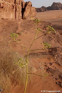 Ferula sinaica S Jordan, N Wadi Rum Ferula sinaica,Geotagged,Jordan,Spring