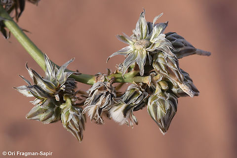 Launaea capitata  Geotagged,Jordan,Launaea capitata,Spring