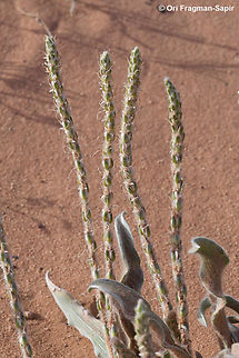 Plantago cylindrica  Geotagged,Jordan,Plantago cylindrica,Spring