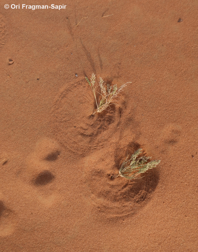 Schismus arabicus S Jordan, N Wadi Rum. When the plant moves in the wind it forms ad nice circle in the sand. Geotagged,Jordan,Schismus arabicus,Spring