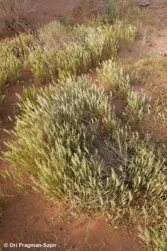 Hordeum murinum S Jordan, N Wadi Rum Geotagged,Hordeum murinum,Jordan,Spring,Wall barley