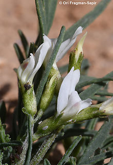 Astragalus campylorrhynchus  Astragalus campylorrhynchus,Geotagged,Jordan,Spring