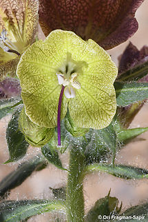 Hyoscyamus reticulatus  Hyoscyamus reticulatus