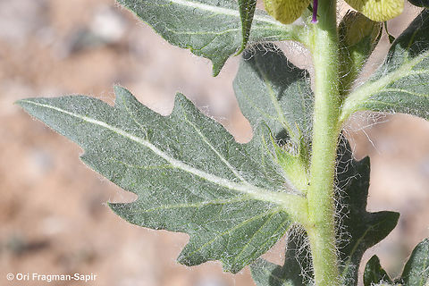 Hyoscyamus reticulatus  Hyoscyamus reticulatus