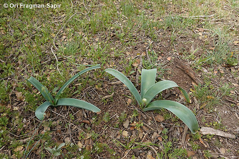Allium aschersonianum Jordan, Dana Reserve, Shag Rish, 1330 m. Allium aschersonianum,Geotagged,Jordan,Spring