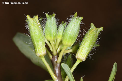 Sisymbrium septulatum  Geotagged,Jordan,Sisymbrium septulatum,Spring