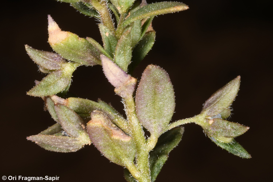 Veronica campylopoda  Geotagged,Jordan,Spring,Veronica campylopoda