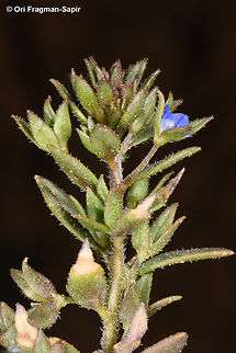 Veronica campylopoda  Geotagged,Jordan,Spring,Veronica campylopoda