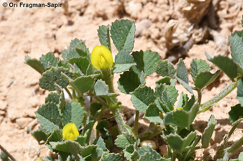 Medicago radiata  Geotagged,Jordan,Medicago radiata,Ray-podded medick,Spring