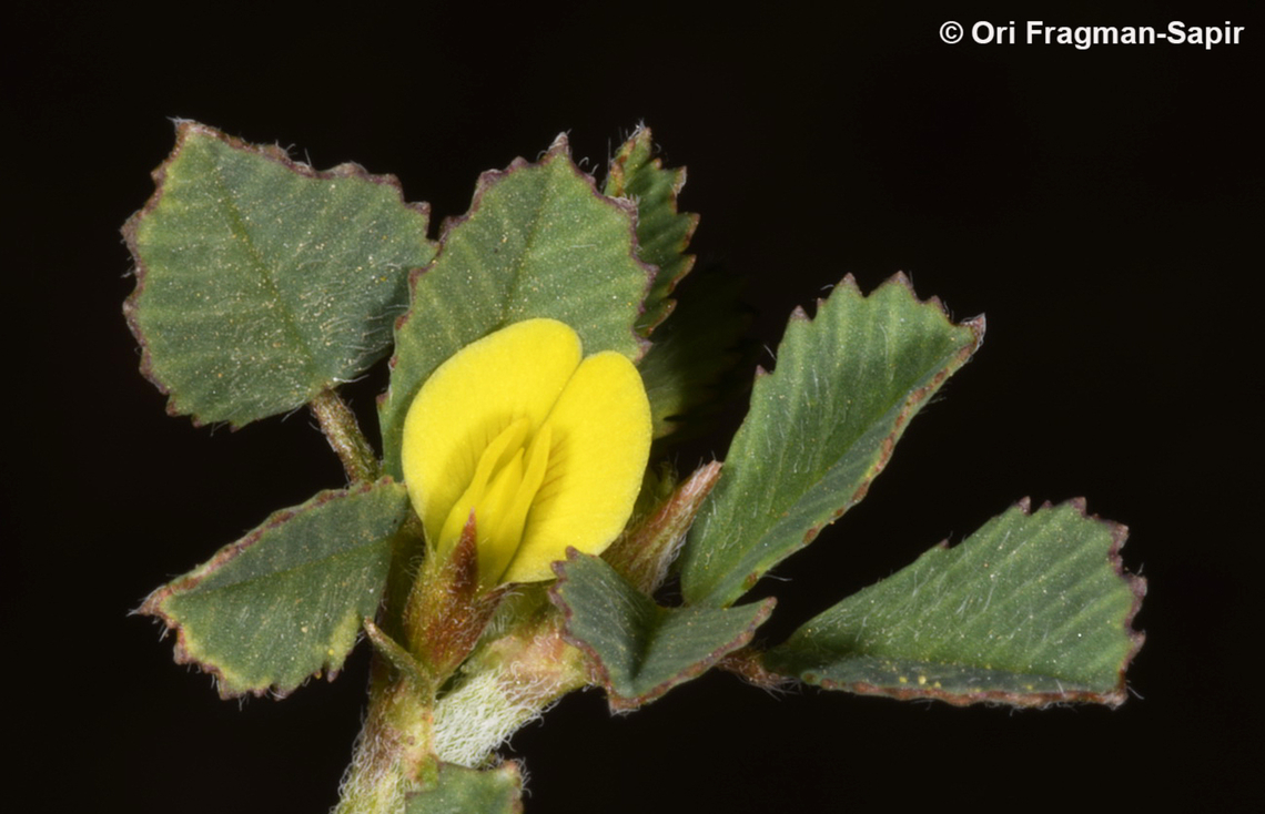 Medicago radiata  Geotagged,Jordan,Medicago radiata,Ray-podded medick,Spring