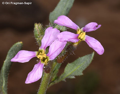 Chorispora purpurascens  Chorispora purpurascens,Geotagged,Jordan,Spring