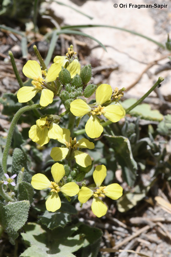 Sisymbrium septulatum  Geotagged,Jordan,Sisymbrium septulatum,Spring