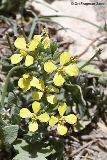 Sisymbrium septulatum  Geotagged,Jordan,Sisymbrium septulatum,Spring