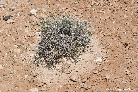Anabasis syriaca Anabasis syriaca salinating its area, preventing other plants to germinate and compete with it. Anabasis syriaca,Geotagged,Jordan,Spring