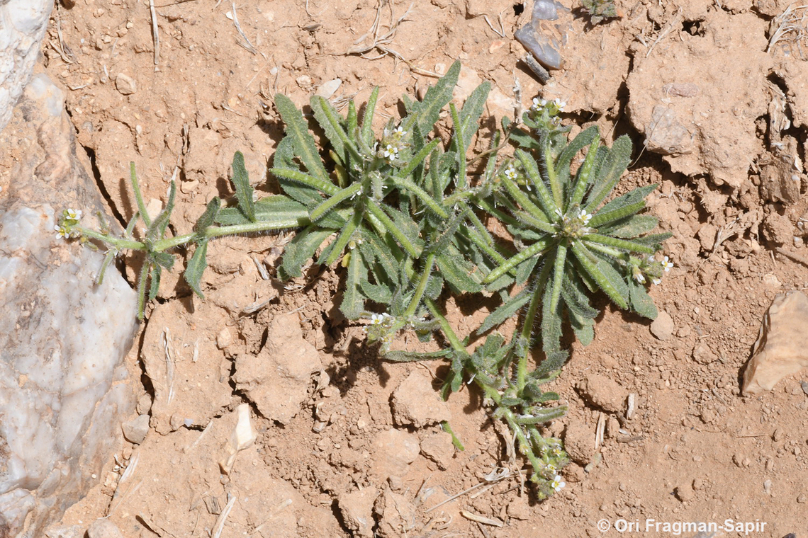 Neotorularia torulosa  Geotagged,Jordan,Neotorularia torulosa,Spring