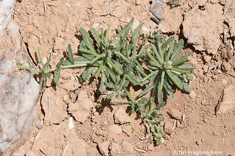 Neotorularia torulosa  Geotagged,Jordan,Neotorularia torulosa,Spring