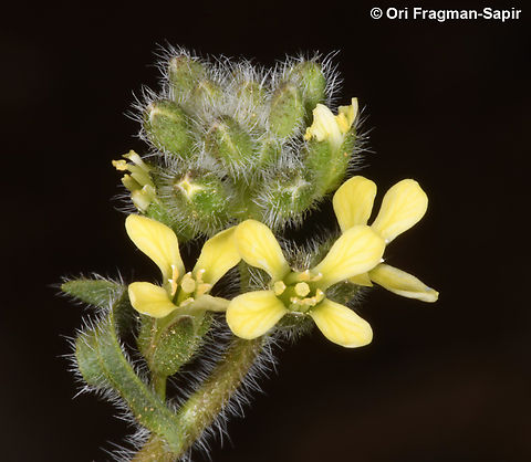 Camelina hispida  Camelina hispida,Geotagged,Jordan,Spring