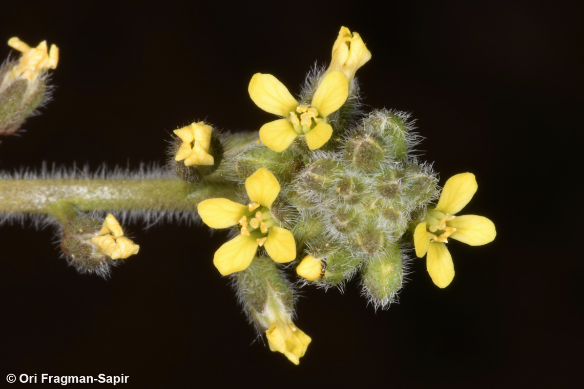 Camelina hispida  Camelina hispida,Geotagged,Jordan,Spring