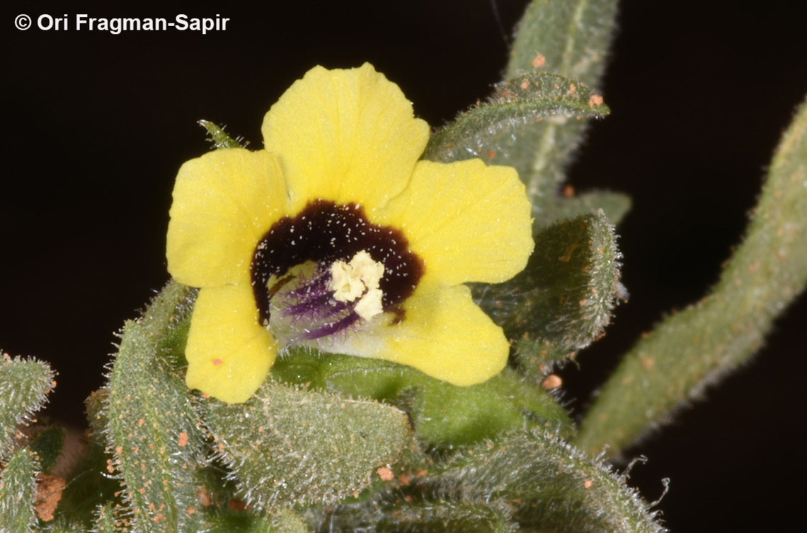 Hyoscyamus pusillus  Geotagged,Hyoscyamus pusillus,Jordan,Spring