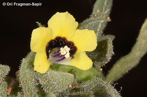 Hyoscyamus pusillus  Geotagged,Hyoscyamus pusillus,Jordan,Spring