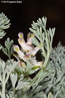 Fumaria asepala  Fumaria asepala,Geotagged,Jordan,Spring