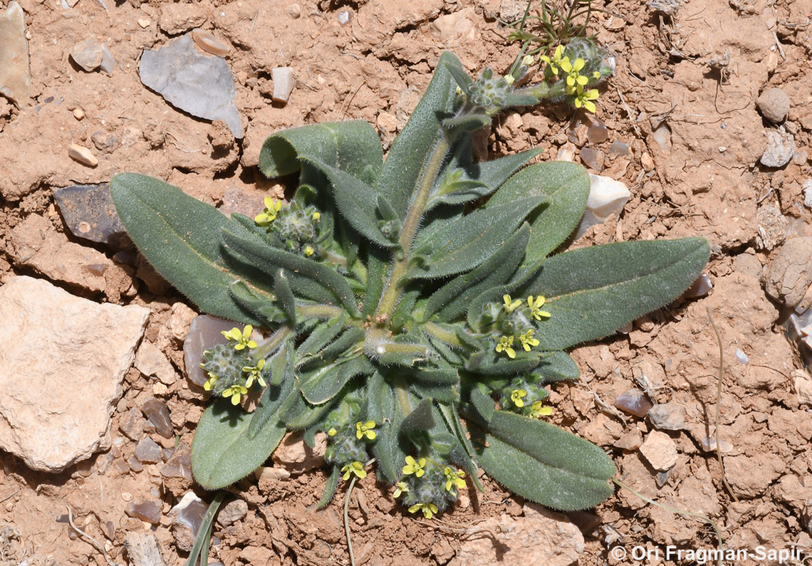 Camelina hispida  Camelina hispida,Geotagged,Jordan,Spring