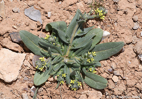 Camelina hispida  Camelina hispida,Geotagged,Jordan,Spring
