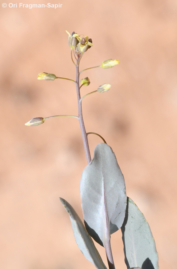 Isatis armena  Geotagged,Isatis armena,Jordan,Spring