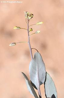 Isatis armena  Geotagged,Isatis armena,Jordan,Spring