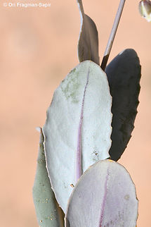 Isatis armena  Geotagged,Isatis armena,Jordan,Spring