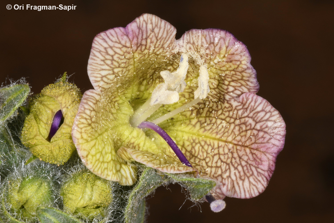 Hyoscyamus reticulatus  Geotagged,Hyoscyamus reticulatus,Jordan,Spring