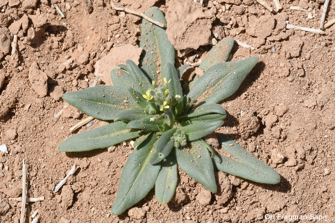 Camelina hispida  Camelina hispida,Geotagged,Jordan,Spring