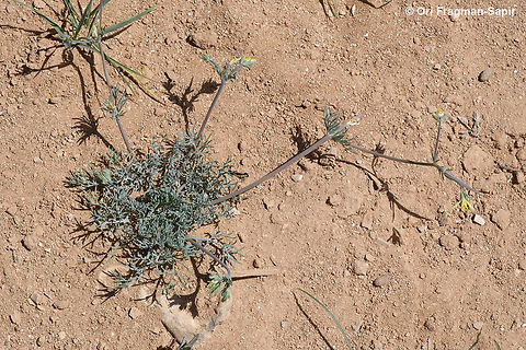 Hypecoum pendulum  Geotagged,Hypecoum pendulum,Jordan,Spring