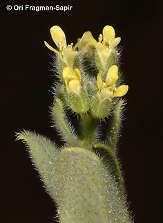 Camelina hispida  Camelina hispida,Geotagged,Jordan,Spring