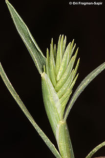 Eremopyrum bonaepartis  Eremopyrum bonaepartis,Geotagged,Jordan,Spring