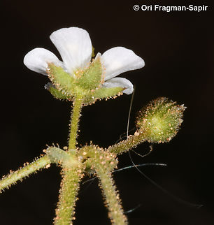 Holosteum glutinosum  Geotagged,Holosteum glutinosum,Jordan,Spring