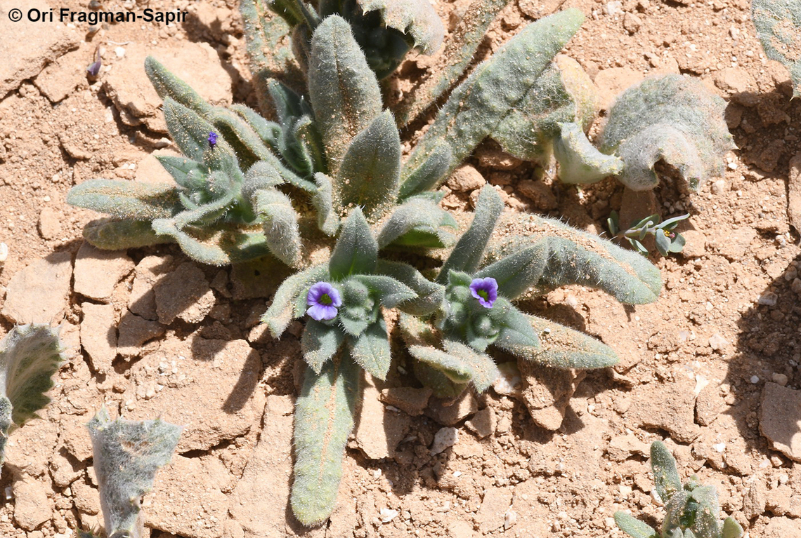 Nonea melanocarpa  Geotagged,Jordan,Nonea melanocarpa,Spring