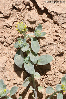 Alyssum dasycarpum  Alyssum dasycarpum,Geotagged,Jordan,Spring