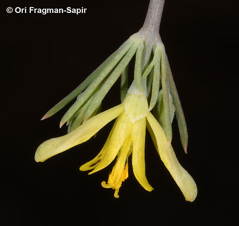 Hypecoum pendulum  Geotagged,Hypecoum pendulum,Jordan,Spring