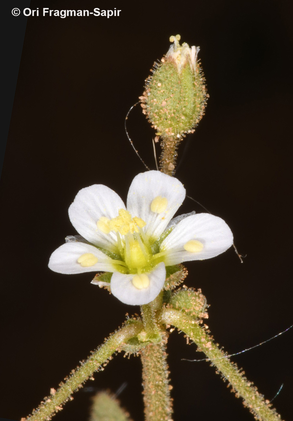 Holosteum glutinosum  Holosteum glutinosum