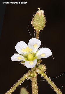 Holosteum glutinosum  Holosteum glutinosum